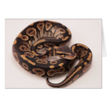 Black and Yellow Ball Python Greeting Card