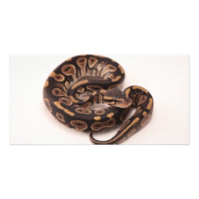 Black and Yellow Ball Python Custom Photo Card by eMotivPhotography