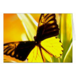 Black and Yellow Butterfly Card