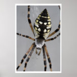Black and Yellow Garden Spider posters