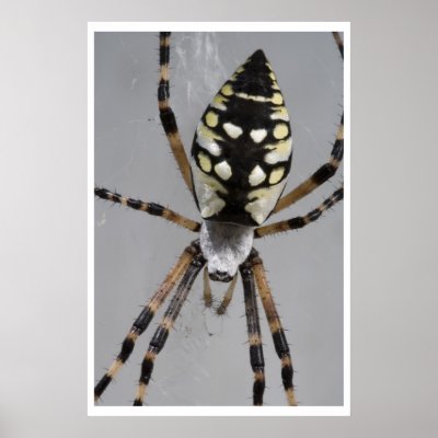 Black and Yellow Garden Spider Posters by brian_nolan
