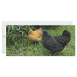 Black and yellow hens full color rack card