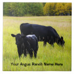 Black Angus Cattle Grazing in Yellow Grass Field