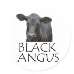 Black Angus Cow stickers
