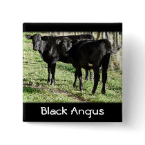 Black Angus Heifer Calves