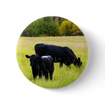 Black Angus Pair in Field