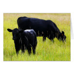 Black Angus Pair in Field