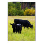 Black Angus Pair in Field