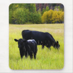 Black Angus Pair in Field