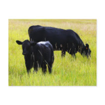 Black Angus Pair in Field