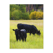 Black Angus Pair in Field