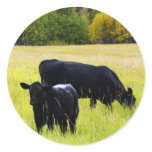Black Angus Pair in Field