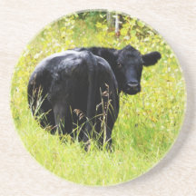 Black Angus Steer  in Tall Grass Coasters