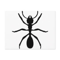 black ant post card