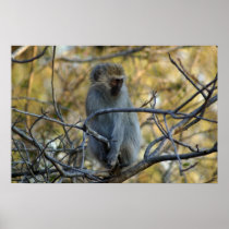 Black Baboon Poster