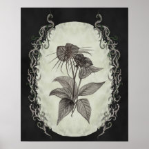 Black Bat Plant Botanical Print