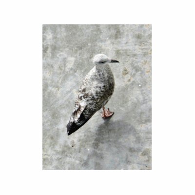 Black Beaked Bird Photo Sculptures by lifesphere