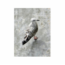 Black Beaked Bird Photo Sculptures