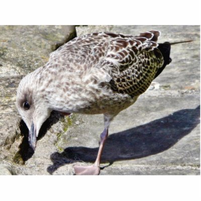 Black Beaked Sea Bird Animal Cut Outs by lifesphere
