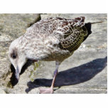 Black Beaked Sea Bird Animal photo sculptures
