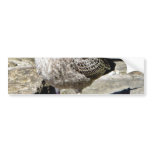 Black Beaked Sea Bird Bumper Sticker