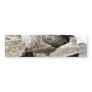 Black Beaked Sea Bird Bumper Sticker