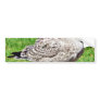 Black Beaked Sea Bird Close Up Bumper Stickers