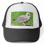 Black Beaked Sea Bird Close Up hats