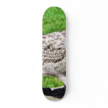 Black Beaked Sea Bird Close Up skateboards