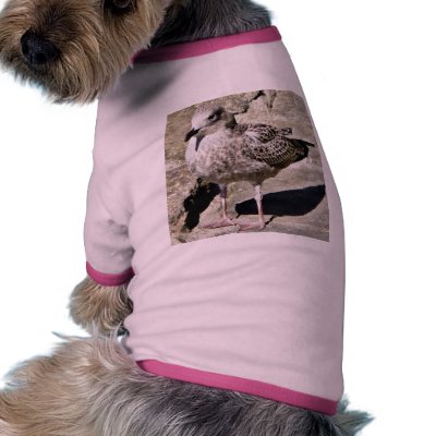 Black Beaked Sea Bird Pet Clothing by lifesphere