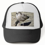 Black Beaked Sea Bird Hats