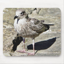 Black Beaked Sea Bird Mouse Pad
