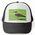Black Beaked Sea Bird On Grass Mesh Hat