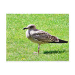 Black Beaked Sea Bird On Grass Postcard