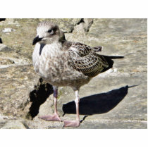 Black Beaked Sea Bird Photo Sculptures