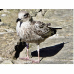 Black Beaked Sea Bird photo sculptures