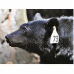 Black Bear Animal Photo Cutout