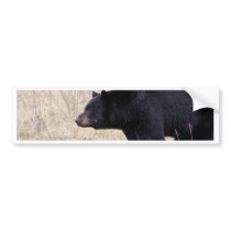 Black Bear Bumper Sticker