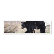 Black Bear Bumper Stickers