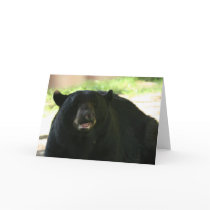 black bear greeting cards