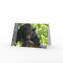 black bear cards