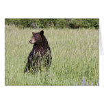Black Bear Cards