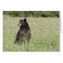 Black Bear Cards