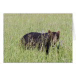 Black Bear Cards