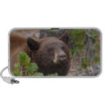 black bear, cinnamon colour iPod speakers