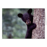 Black Bear Cub Cards