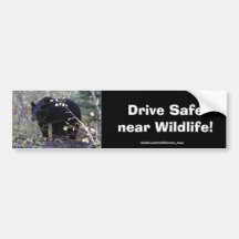 Black Bear Cub Driving Safety Bumper Sticker