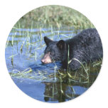 Black Bear-cub in summer marsh Round Stickers