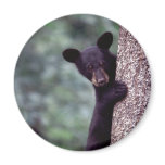 Black Bear Cub Fridge Magnets