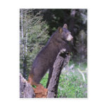 Black Bear Cub Postcard